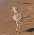 /album/photogallery/senegal-thicknee-gambia-jpg/